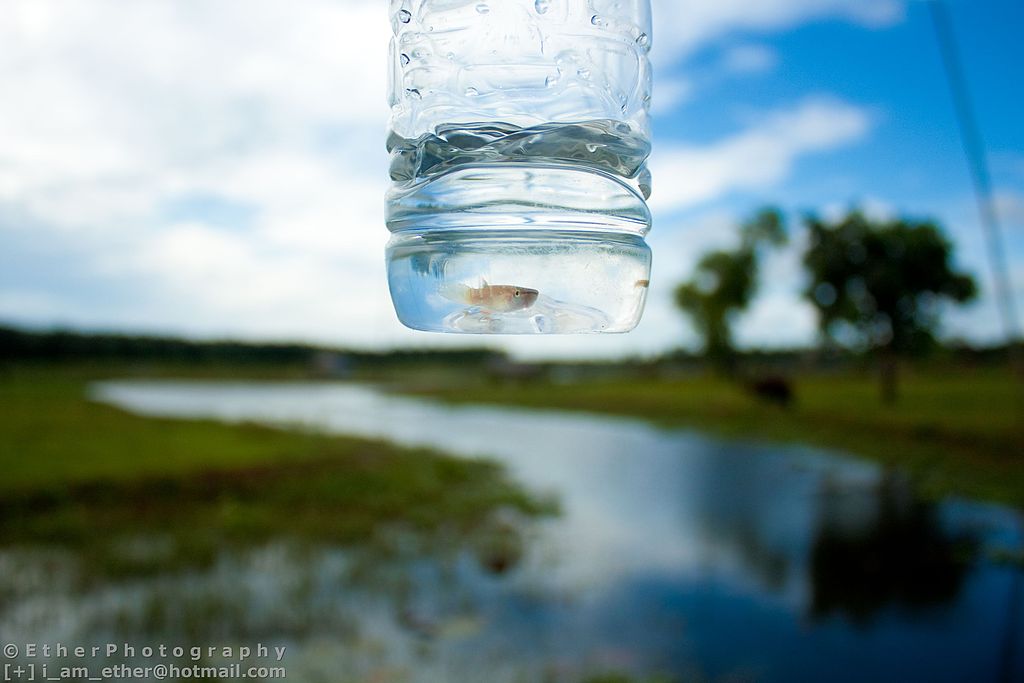 Water_Quality